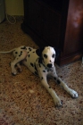 VENDO DALMATA DE 4MESES POR 130€ - mejor precio | unprecio.es