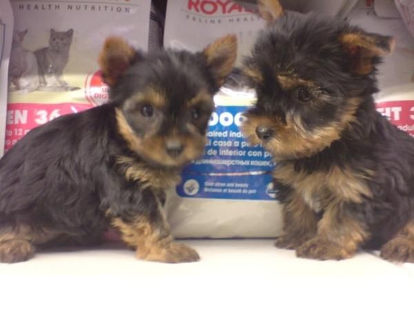 YORKSHIRE TERRIER, perros, cachorros, criadero, venta.  Camada preciosa de yorkshires, disponemos de machos y hembras co