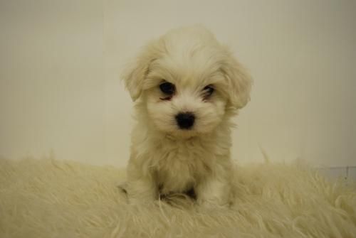 excelente camadita de bichon maltes//cachorrines blanquitos//2MESES