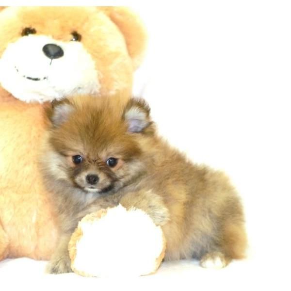 Hembra Pomerania Cachorro.