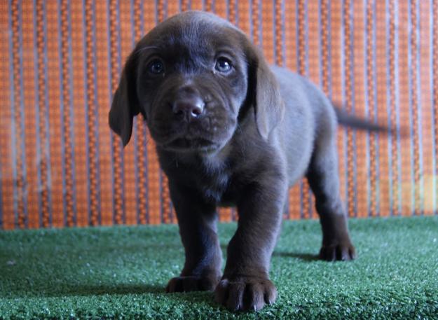 Labrador cachorros color chocolate con LOE