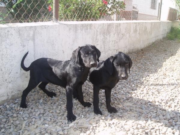 Magnificas cachorritas de labrador negra