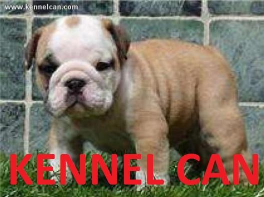 nueva camada de bulldog ingles kennel can