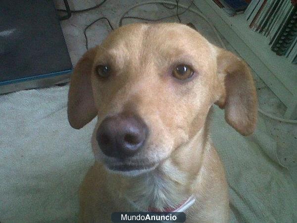 Perrito en adopcion