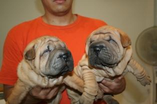 Shar pei de 2 meses arrugadisimos