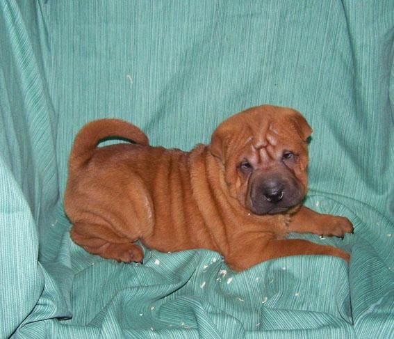 CACHORRITA DE SHAR PEI  LISTA PARA ENTREGAR