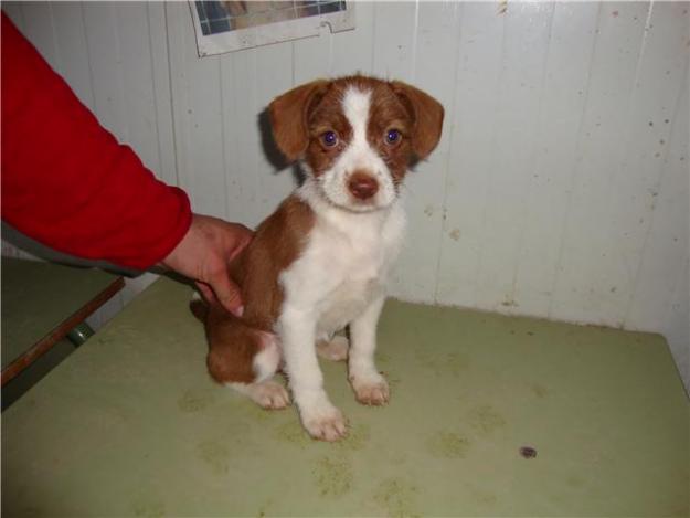 Cachorrita tamaño pequeño en adopcion