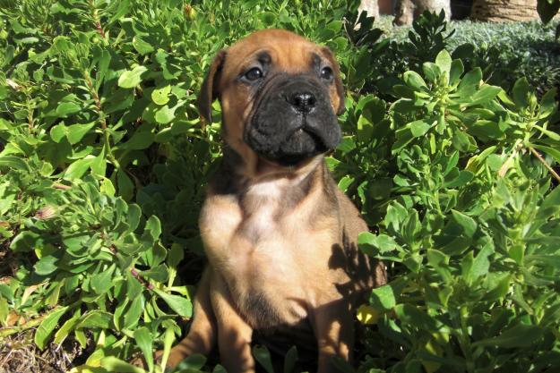 cachorros de BULLMASTIFF