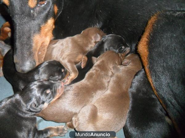 cachorros de doberman