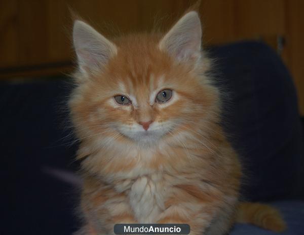 camada maine coon