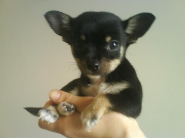 chihuahua macho miniatura 600 euros negociable