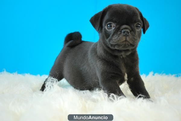 DISPONEMOS DE CACHORROS CARLINO PUG NEGRO Y ARENA