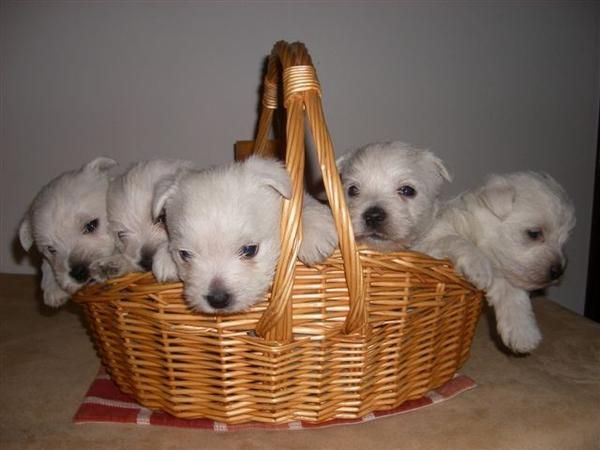 Preciosos Cachorros de Westie 75e