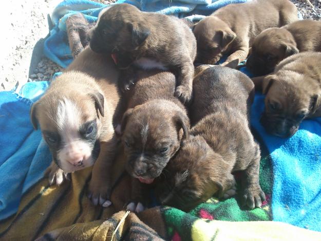 se venden cachorros boxer