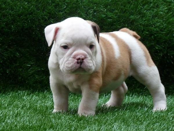 VENDO FENOTIPADOS Y ULTIMOS CACHORROS AMERICAN PIT BULL TERRIER RED NOSE Y NEGROS,BULLDOG INGLES, FRANCES Y BULLTERRIERS