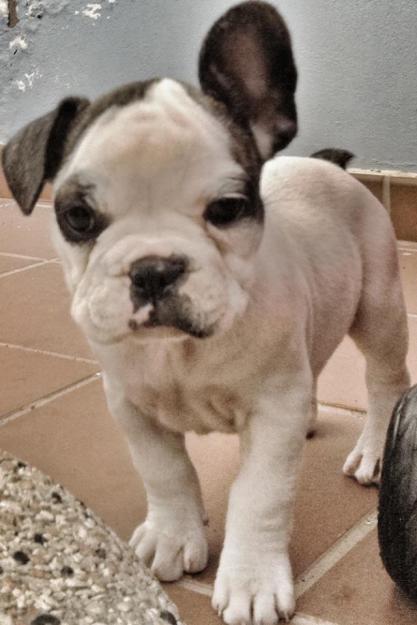 Cachorro bulldog Francés