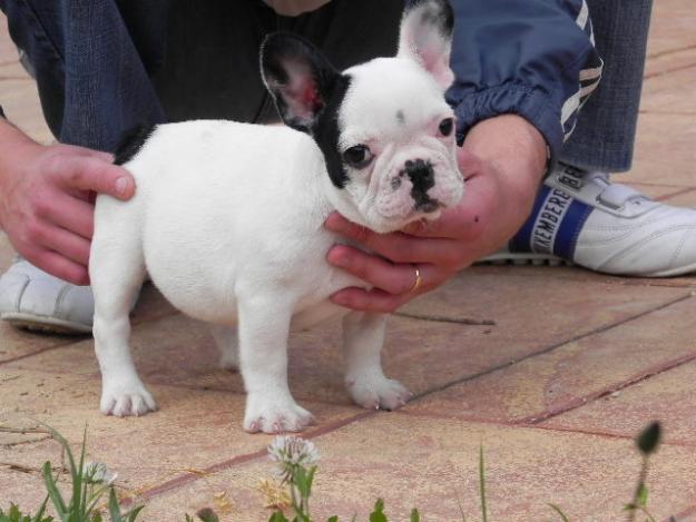 Cachorros bulldog francés.