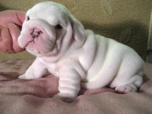 Bulldog Ingles hembra de 6 mes. en venta