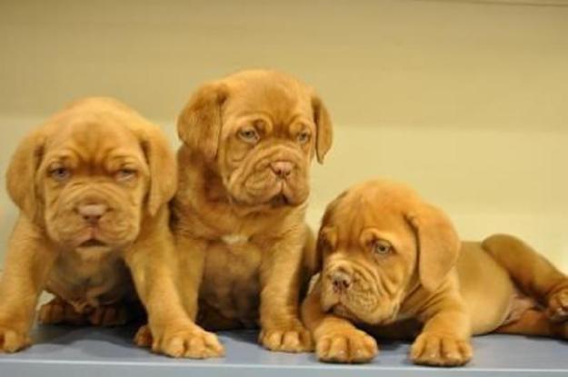 Cachorros de dogo de burdeos