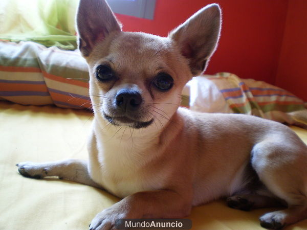 chihuahua monta badajoz