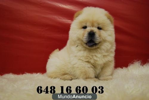 CHOW CHOW CRIADOS , CACHORROS DE DOS MESES