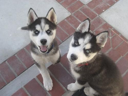 libere cachorros roncos siberianos