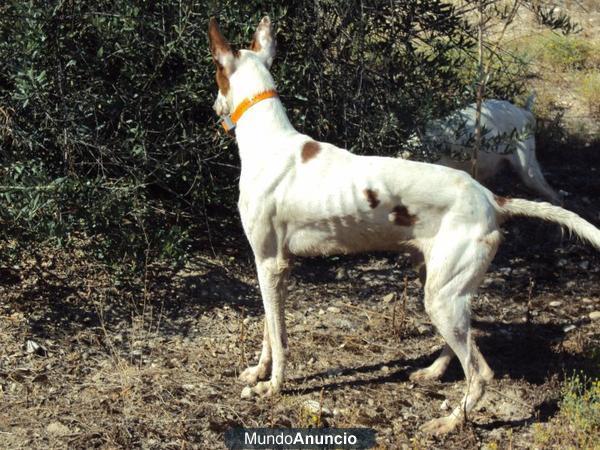 Podenco ibicenco.