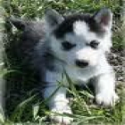 Vendo HUSKY Siberiano 3 meses con pedegree - mejor precio | unprecio.es