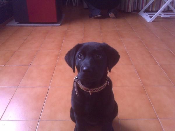 vendo precioso cahorro de labrador hembra, color negro