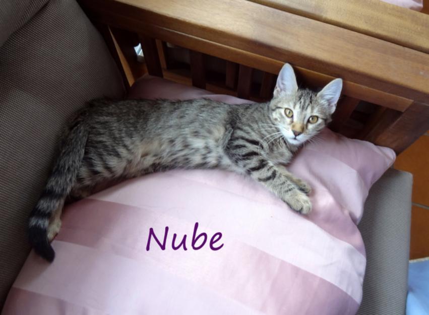 Nube, gatita muy cariñosa - en Madrid