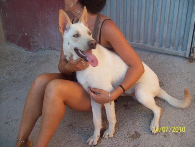 ADOPCIÓN PARA AVALON