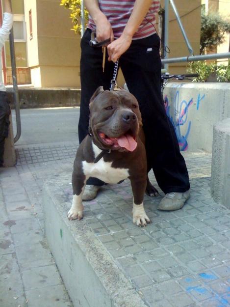 american bully pitbull criadores en españa