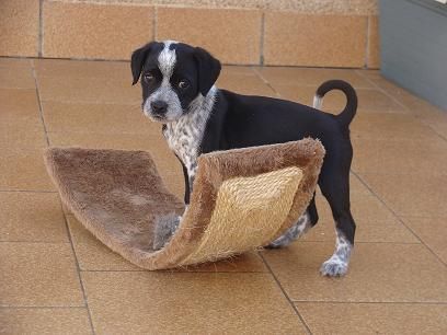 Andromeda, cachorrita mes y medio, necesita adopcion