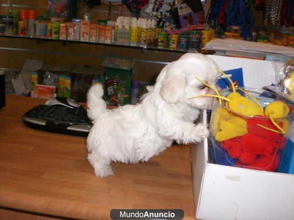 Bichon maltes machos y hembras 335 euros