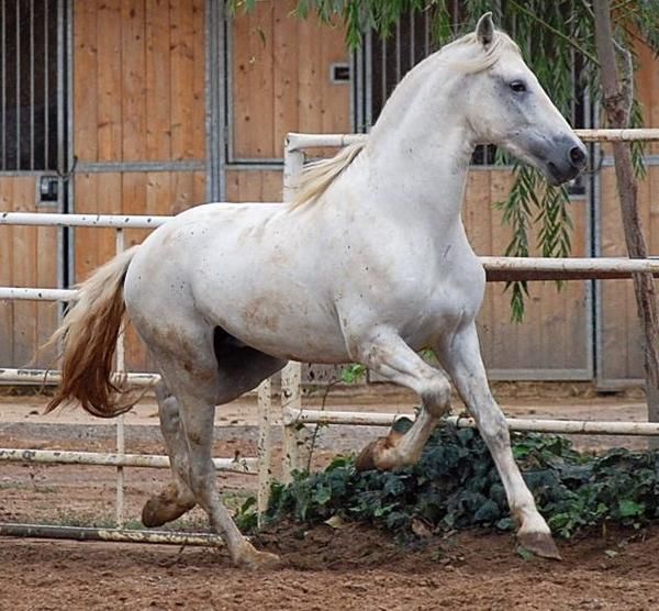 caballo cartujano puro cerrado en bocao