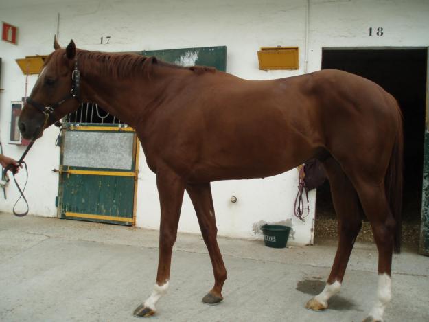 caballos Potros Pura Sangres Igleses 3 años