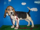 Cachorros de Beagle con pedigrí 450 - mejor precio | unprecio.es