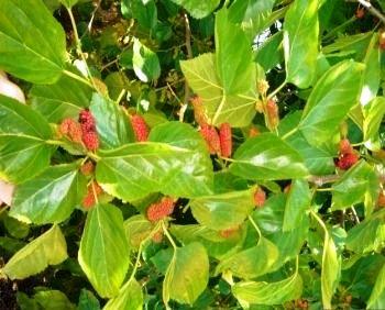 HOJAS DE MORERA FRESCA AL VACÍO Y PIENSO ARTESANAL PARA GUSANOS DE SEDA