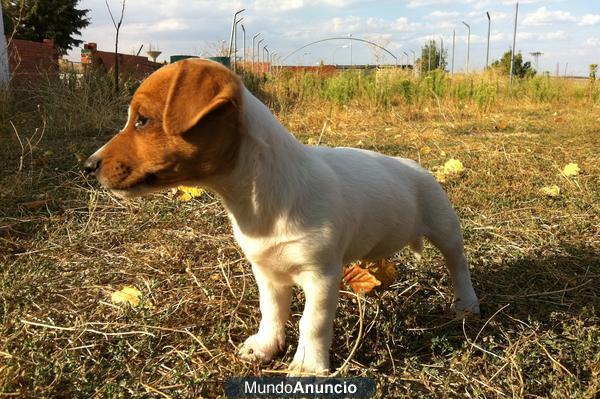 MINI CACHORRITOS DE JACK RUSSELL PARA ENTREGARSE