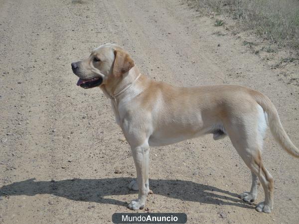 Ofrezco labrador retriever para monta