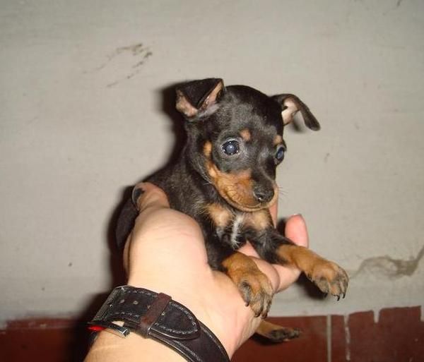 Pinscher toy Malaga