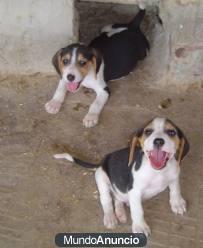 Preciosos cachorros de Beagle tricolor, 270€