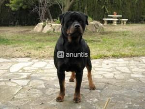 Rottweiler camada impresionante. Precio 400 euros