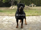 Rottweiler camada impresionante. Precio 400 euros - mejor precio | unprecio.es