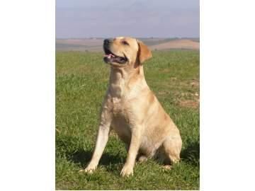 SE OFRECE LABRADOR RETRIEVER PARA