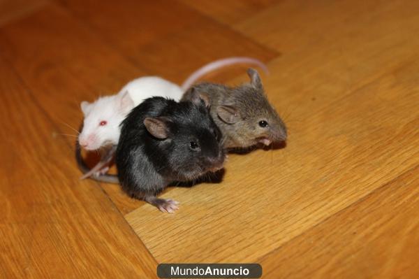 Se venden ratones de laboratorio blancos y de colores