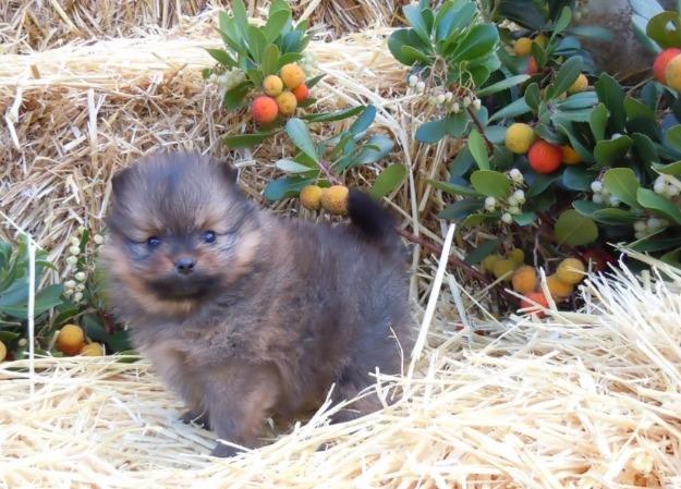 Lulú de Pomerania