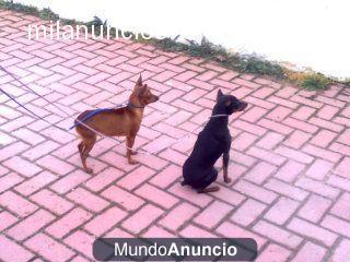 pinscher miniatura muy pequeños