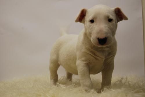 bullterrier, camada en color blanco, camada con chip y garantias por enfermedad