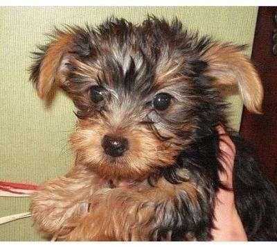 buscando pendientes teacup Yorkie cachorros